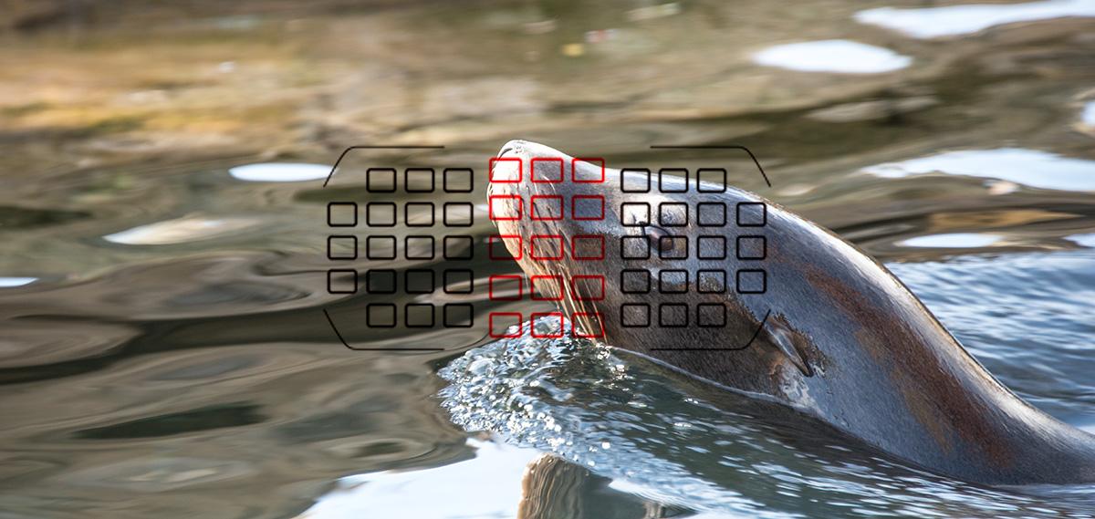 focus The Best DSLR Autofocus article
