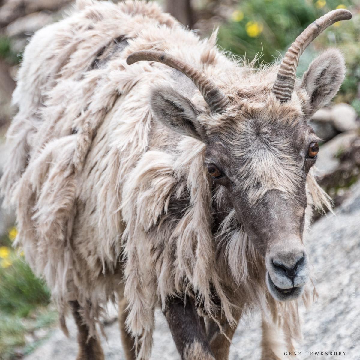 Rocky Mountain Goats Rocky Mountain Goats