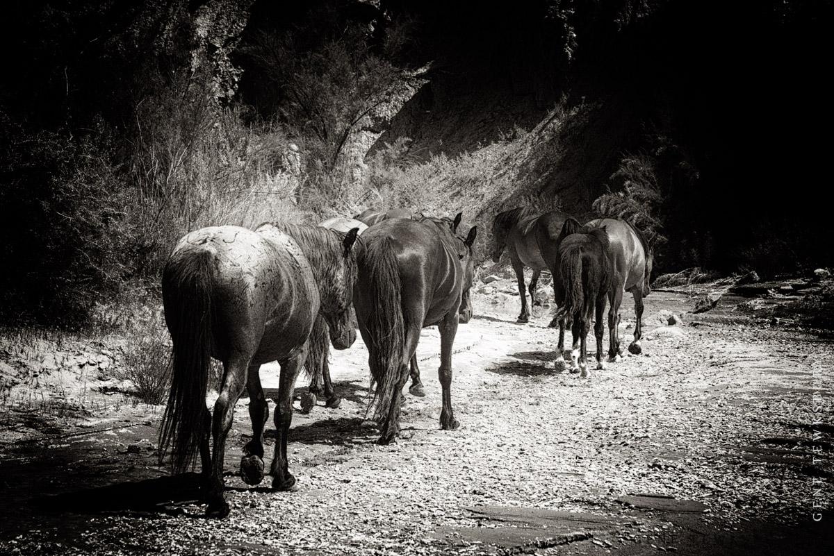 Little Book Cliff Wild Horses Little Book Cliff Wild Horses