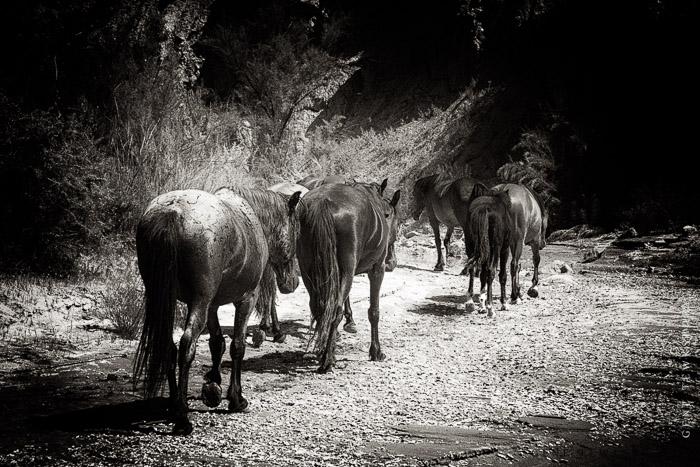 Wild Horses in Colorado