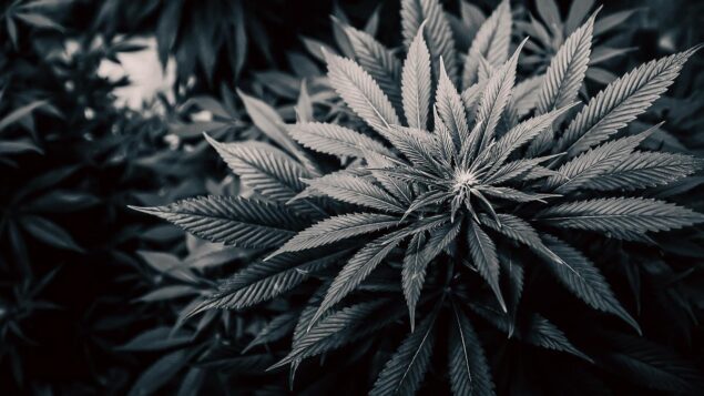 Photo of Marijuana Plant