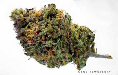 Cannabis Photography