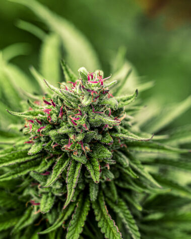 Cannabis Industry Photographer